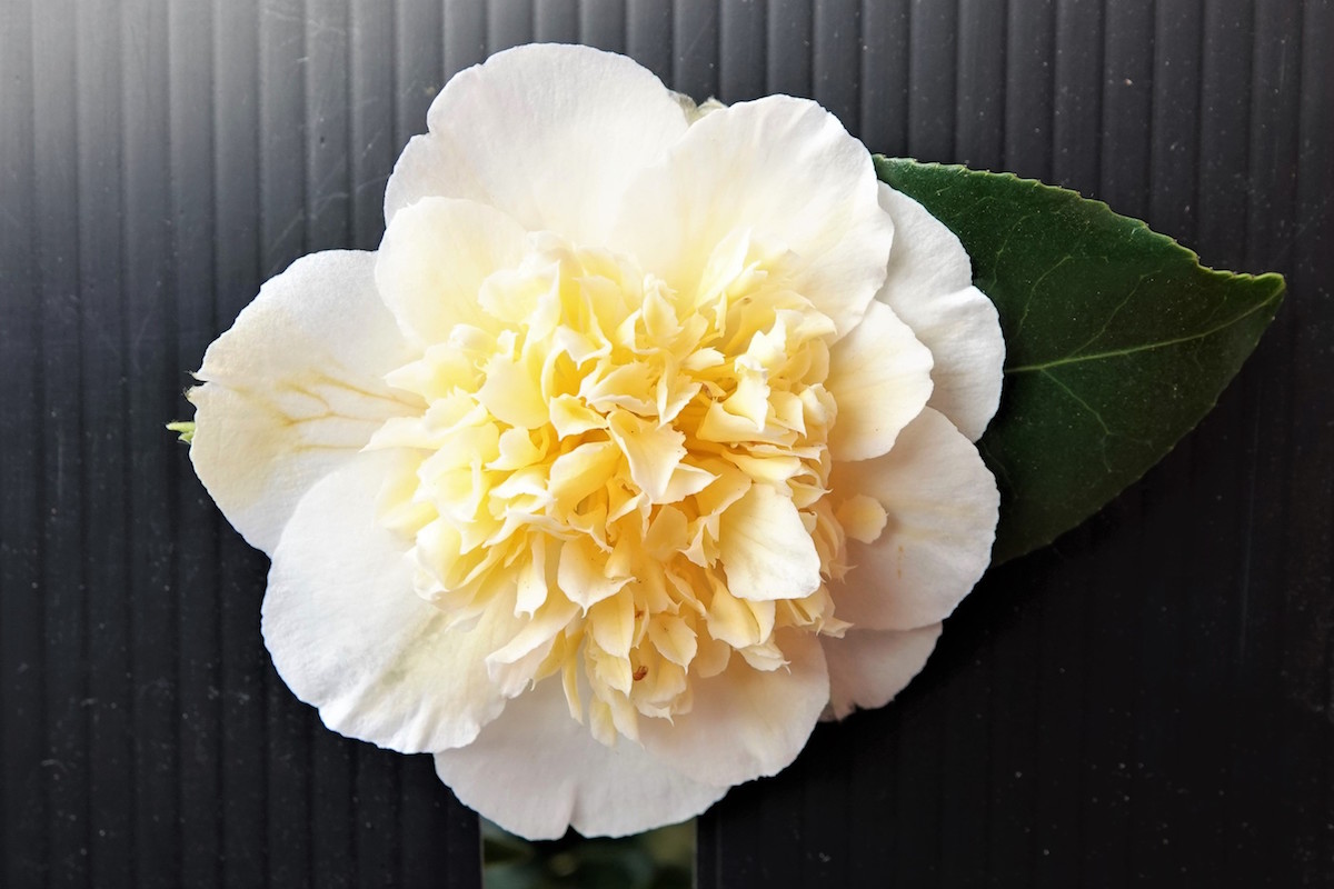 x williamsii Jurys Yellow